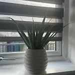 Black Daisy