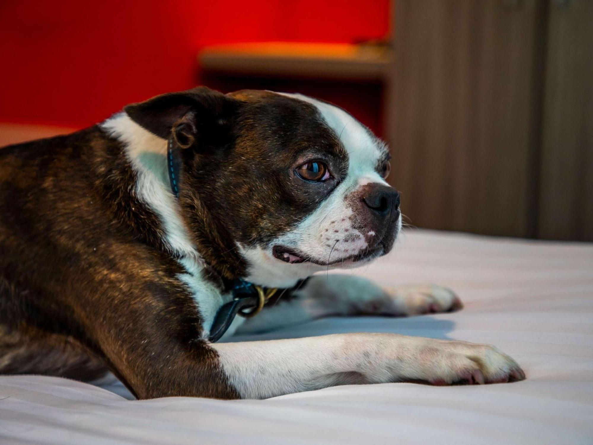 Ibis Styles Hotel